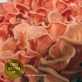 Seta rosa orgánica (200 g)